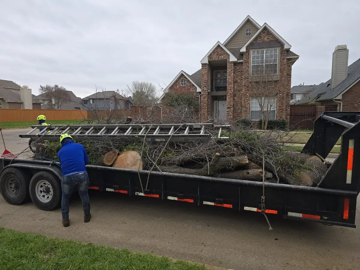 Expert Tree Pest Control with proper safety equipment in Kendall